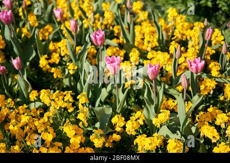 Mostra di fiori a Phoenix Park, Dublino, Irlanda. Foto Stock