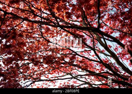 Alberi d'acero giapponesi a Phoenix Park, Dublino, Irlanda. Foto Stock