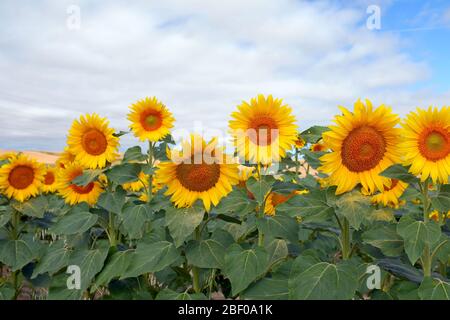 Un grande campo di girasole Foto Stock