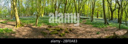 Panoramica Shot della prima settimana di Bluebells in legno Bluebell primavera in Hertfordshire aprile 2020. Mostra fiore blu sul verde e foresta pavimento b Foto Stock