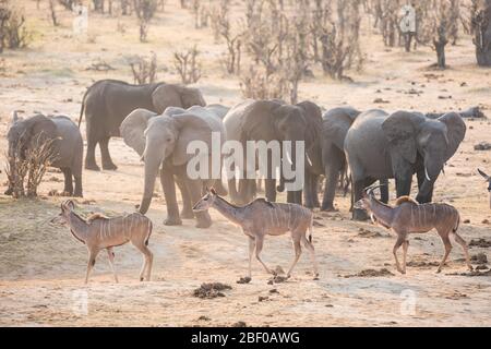 Safari nel Parco Nazionale di Hwange, Matabeleland Nord, Zimbabwe Foto Stock