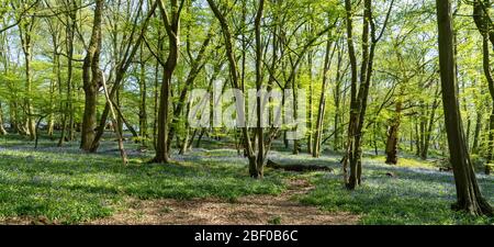 Prima settimana di Bluebells in legno Bluebell primavera in Hertfordshire aprile 2020. Mostra fiore blu su sfondo verde e foresta pavimento con shi sole Foto Stock