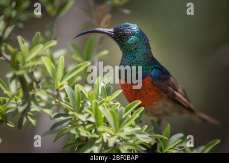 Primo piano ritratto di uccello endemico sudafricano, maggiore uccello rosso-doppio, Cinnyris più lontano, Addo Elephant National Park, Sudafrica Foto Stock