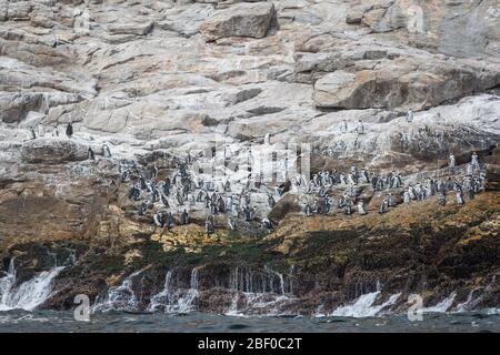 Isola di Saint Croix nella baia di Algoa, Baia di Nelson Mandela, Port Elizabeth, Sudafrica, sostiene la più grande colonia di allevamento di pinguino africano in via di estinzione Foto Stock