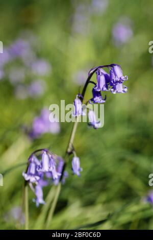 Bluebells (Hyacinthoides non-scripta, il bluebell nativo inglese), fiorito in erba lunga in primavera, Surrey, Inghilterra sudorientale, Regno Unito - vista ravvicinata Foto Stock