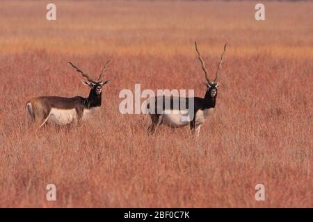 Due bucks al pascolo nella prateria del Parco Nazionale di Velavadar (Gujarat, India) Foto Stock