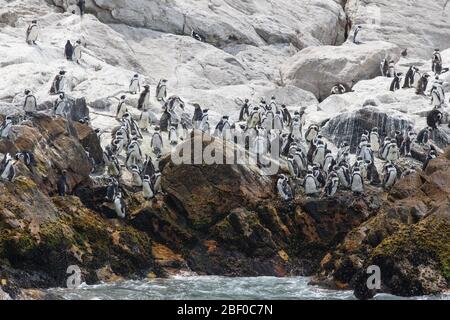 Isola di Saint Croix nella baia di Algoa, Baia di Nelson Mandela, Port Elizabeth, Sudafrica, sostiene la più grande colonia di allevamento di pinguino africano in via di estinzione Foto Stock