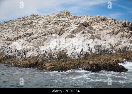 Isola di Saint Croix nella baia di Algoa, Baia di Nelson Mandela, Port Elizabeth, Sudafrica, sostiene la più grande colonia di allevamento di pinguino africano in via di estinzione Foto Stock