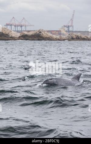 Un pod di delfini tursiops indoPacifico, Tursiops Aduncus, nuota attraverso le acque dell'Oceano Indiano di Algoa Bay, Nelson Mandela Bay, Port Elizabeth, SA Foto Stock