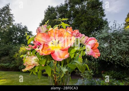 Sistemazione di grandi tulipani di pappagallo multicolore con petali di frilly di forma irregolare fioriti in tarda primavera, in un giardino nel Surrey, Regno Unito Foto Stock