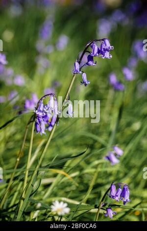 Bluebells (Hyacinthoides non-scripta, il bluebell nativo inglese), fiorito in erba lunga in primavera, Surrey, Inghilterra sudorientale, Regno Unito - vista ravvicinata Foto Stock