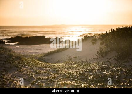 La Riserva Naturale di Capo Recife nella Baia di Algoa, la Baia di Nelson Mandela, Port Elizabeth, Capo Orientale, Sud Africa, offre splendide vedute delle spiagge incontaminate Foto Stock