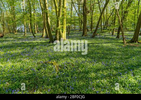 Prima settimana di Bluebells in legno Bluebell primavera in Hertfordshire aprile 2020. Mostra fiore blu su sfondo verde e foresta pavimento con shi sole Foto Stock