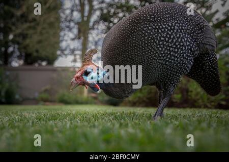 Vista a basso angolo di Helmeted guineafowl, Numida meleagris, esplorando il prato giardino della modida di una casa a Honeydew, Johannesburg, Gauteng, Sud Africa. Foto Stock