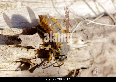 Preparazione Wasp tedesca su un tronco Foto Stock