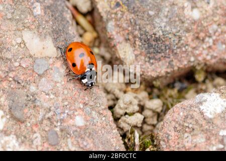 British Ladybird su una lastra di pavimentazione Foto Stock