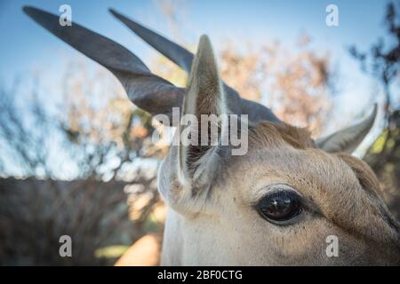 Primo piano di un antilope comune Eland, Taurotragus oryx, parte di un progetto di restauro ecologico per il ripristino dei fynbos alla Riserva Naturale Rondevlei, SA. Foto Stock