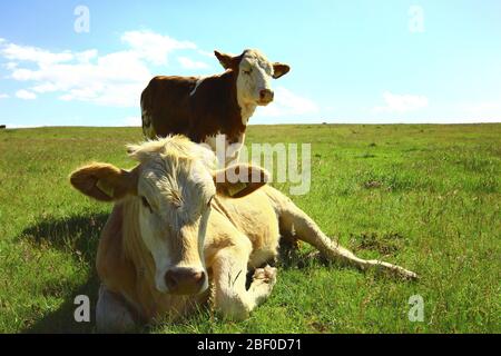 2 manzo nella foto. Reclinabile davanti, è in appoggio. In piedi alla parte posteriore. Fotografato in ambienti aperti soleggiati. Foto Stock