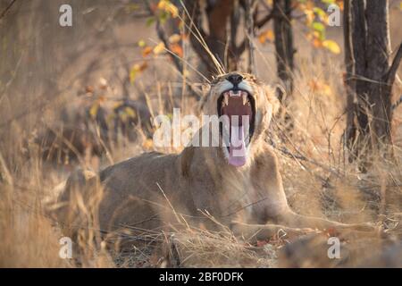 Hwange National Park, Matabeleland North, Zimbabwe è tra i migliori posti in Zimbabwe per cercare la fauna selvatica savana come leoni, Panthera leo. Foto Stock