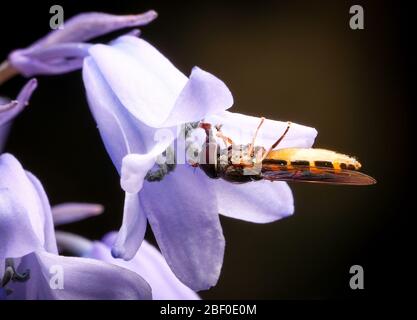 Rhinia campestris Hoverfly nutrimento da un comune fiore di bluebell (Hyacintoides non-Scripta) in un giardino britannico Foto Stock