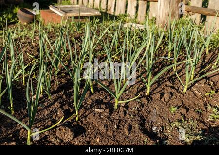 L'aglio verde cresce su un letto in un giardino. Foto Stock