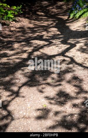 Ombra dell'albero lungo il percorso del bosco a Springtime. Essex, Regno Unito Foto Stock