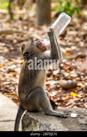 Vista verticale di un macaco grigio a coda lunga che beve da una bottiglia d'acqua di plastica scartata a Bali, Indonesia. Foto Stock