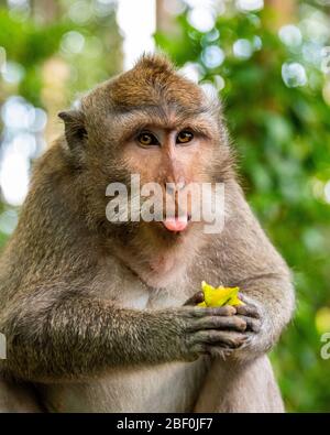 Vista verticale di un macaco grigio a coda lunga a Bali, Indonesia. Foto Stock