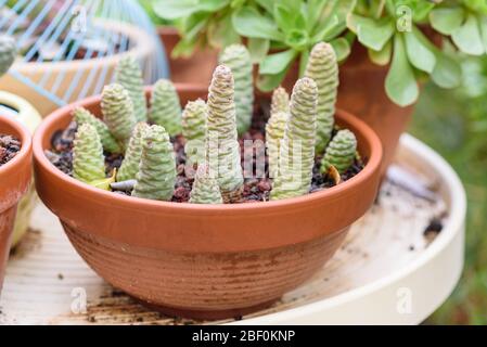 Gruppo di piante succulente di tefrocactus in casa in un giardino soleggiato. Foto Stock