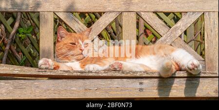 Grande Ginger maschio Tomcat Cat Tabby arancione e bianco a strisce giace al sole su panca giardino da vicino basso livello vista - gatti addormentati Foto Stock