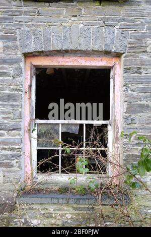 Finestra di sash sopraffitata e rotta in un cottage abbandonato nella campagna Mid Wales Foto Stock