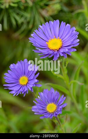 Lilla aestri alpino (Aster alpinus), fiori, Renania settentrionale-Vestfalia, Germania Foto Stock