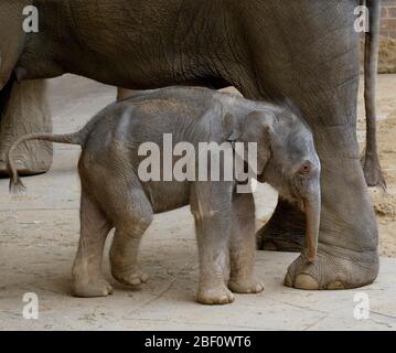 Elefante asiatico (Elephas maximus indicus), vacca elefante con giovane animale, prigioniero, Germania Foto Stock