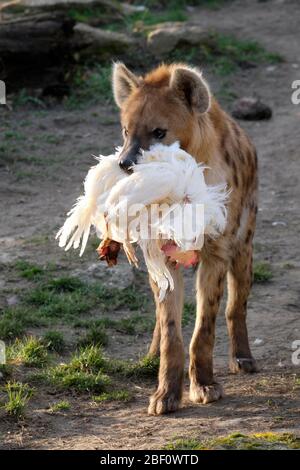 Iena macchiata (crocuta crocuta), adulto, con pollo morto in bocca, captive, Germania Foto Stock