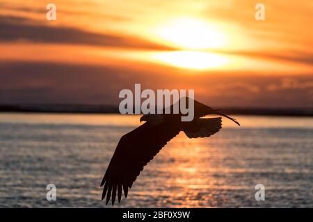 Aquila calva in Alaska al tramonto Foto Stock