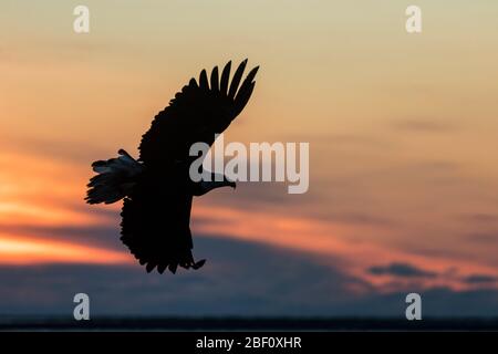 Aquila calva in Alaska al tramonto Foto Stock