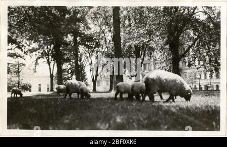 Presidente Wilsons Sheep alla Casa Bianca. Durante la prima guerra mondiale, Woodrow e Edith Wilson tennero un gregge di pecore sui terreni della Casa Bianca per risparmiare sui costi di taglio dell'erba. La lana è stata anche messa all'asta per raccogliere denaro per la Croce Rossa.Smithsonian Institution Archives, unità di registrazione 7355, Martin A. Foto Stock