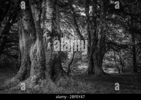 Effetto bianco e nero di vecchi faggi ricoperti di muschio, Glencoe, Scozia Foto Stock