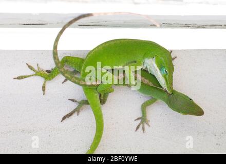 Primo piano di due lucertole Carolina Anole che si accoppiano su una recinzione bianca. Foto Stock