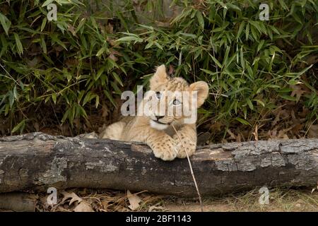 Leone africano. Specie: leo,genere: Panthera,Famiglia: Felidae,Ordine: Carnivora,Classe: Mammalia,Phylum: Chordata,Regno: Animalia,Cubs,Gatto,Leone,Leone africano,cucciolo,bambino,giovane,orizzontale,John,maschio,621,ID spalla destra Foto Stock
