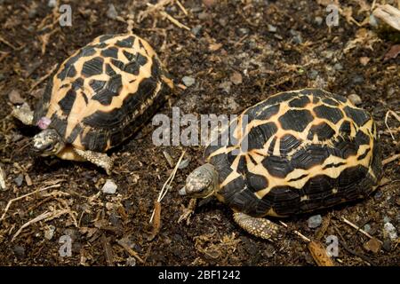 Tartaruga ragno. Specie: Arachnoides,genere: Pyxis,Famiglia: Testudinidae,Ordine: Testudines,Classe: Reptilia,Phylum: Chordata,Re:Animalia,Rettile,Tortoise Foto Stock