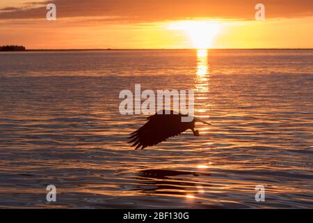 Aquila calva in Alaska al tramonto Foto Stock