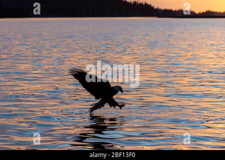 Aquila calva in Alaska al tramonto Foto Stock