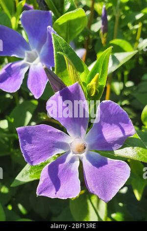 Fiori di lila o violetta di pervinca erbacea (vinca herbacea) Foto Stock