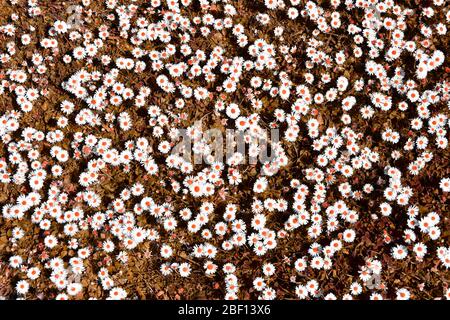 Immagine astratta di sfondo creata dalla manipolazione artificiale di colore di patch di margherite in un prato con bianco daisy fiori teste arancione puntini & erba UK Foto Stock