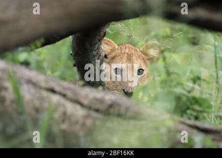 I cuccioli di leone nascono con macchie nere e tawny che alla fine spariscono man mano che invecchiano. Foto Stock