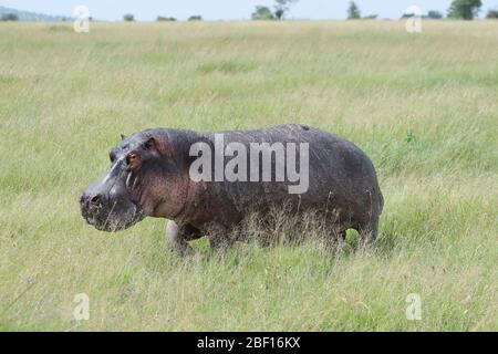 L'ippopotamo, chiamato anche ippopotamo comune è un grande, per lo più erbivoro, mammifero semiacquatico e ungulato nativo dell'Africa sub-sahariana. Foto Stock