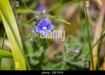 Primo piano di speedwell a occhio di uccello - Germander speedwell (camaedrys Veronica) in fiore Foto Stock