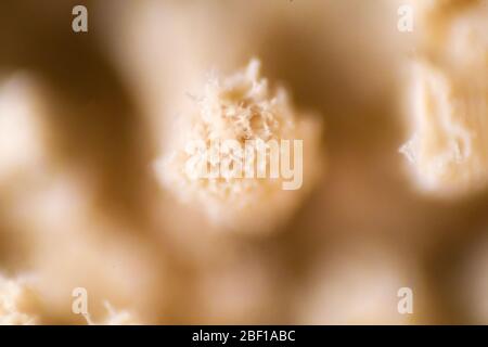 Aspergillus (stampo) sotto vista al microscopio in laboratorio. Foto Stock