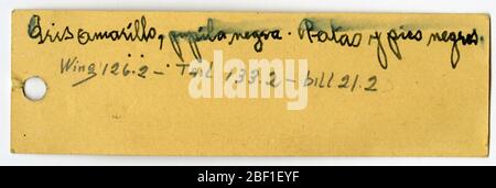 Mimus gilvus tolimensis. 15 ago 20141 Foto Stock